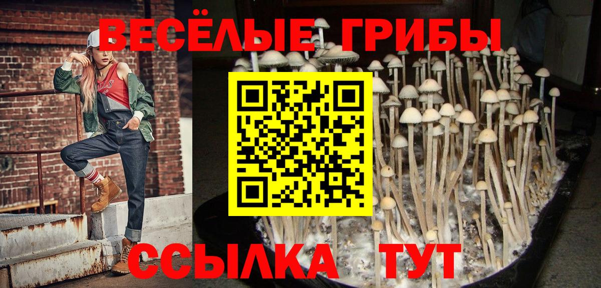 Галлюциногенные грибы Psilocybe Унеча